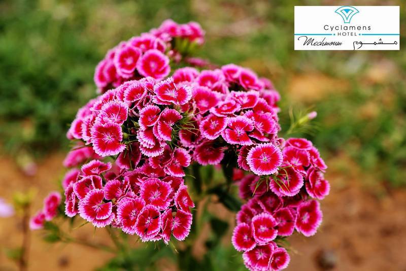 Cyclamens Mechmoum Hotel And Spa Hammamet Exteriör bild